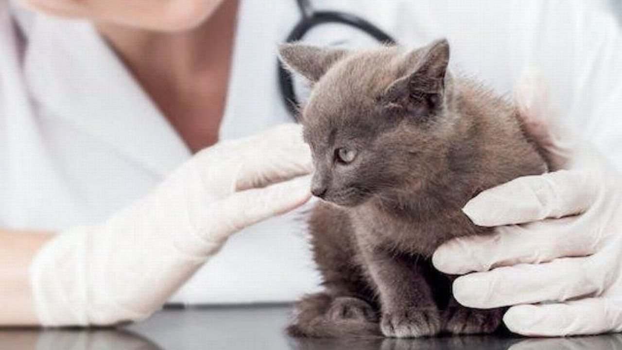 2024 yılı kedi-köpek muayene, kısırlaştırma ve aşı ücretleri…