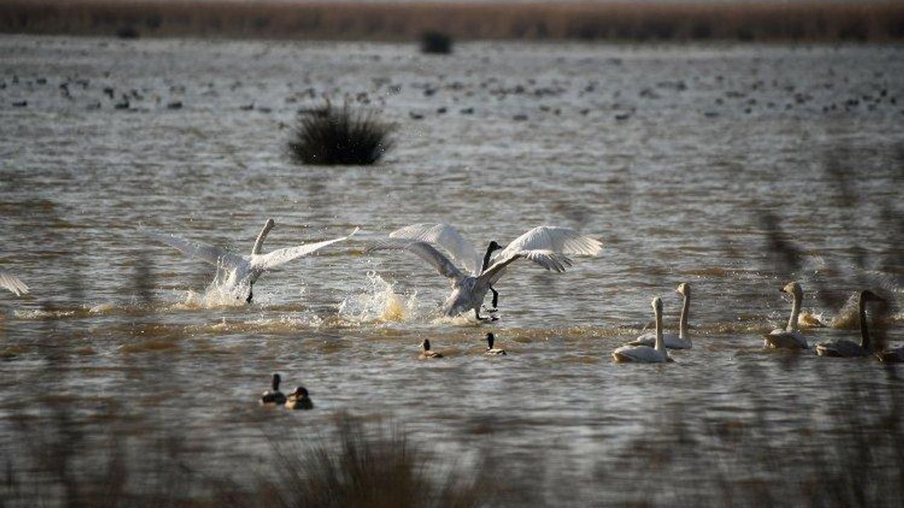 Kızılırmak Deltası Kuş Cenneti'ne ziyaretçi akını
