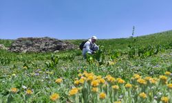 Zoveser Dağı yaz aylarındaki serin havası, karları, şelalesi ve çiçekleriyle ilgi odağı oluyor.