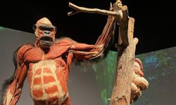 “Body Worlds: Animal Inside Out” sergisi Ataşehir Metropol İstanbul’da