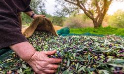 Türk zeytinini en çok Almanlar, Iraklılar ve Romanyalılar tüketti