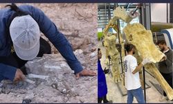 7,5 Milyon yıllık fosil kazıları, Paleontolojiye ışık tutuyor