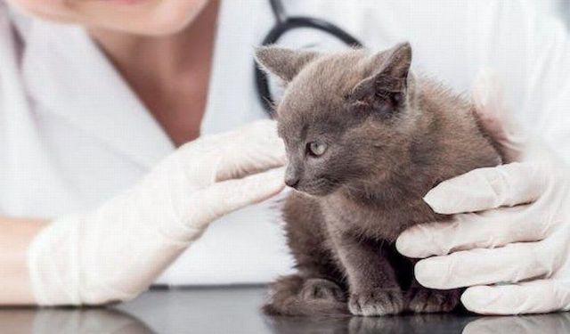 2024 yılı kedi-köpek muayene, kısırlaştırma ve aşı ücretleri…