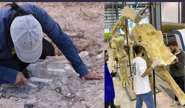 7,5 Milyon yıllık fosil kazıları, Paleontolojiye ışık tutuyor