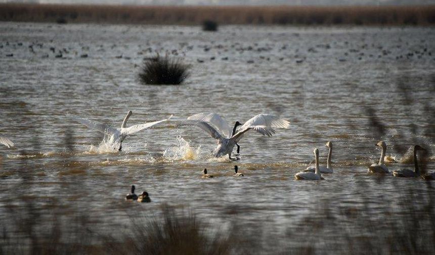 Kızılırmak Deltası Kuş Cenneti'ne ziyaretçi akını