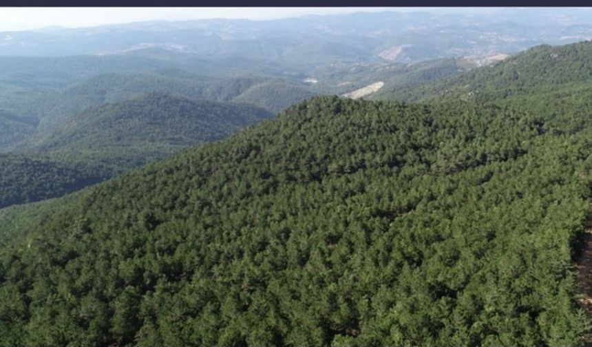 Levent Gürbüz, kazdağları tamamıyla milli park ilan edilmeli