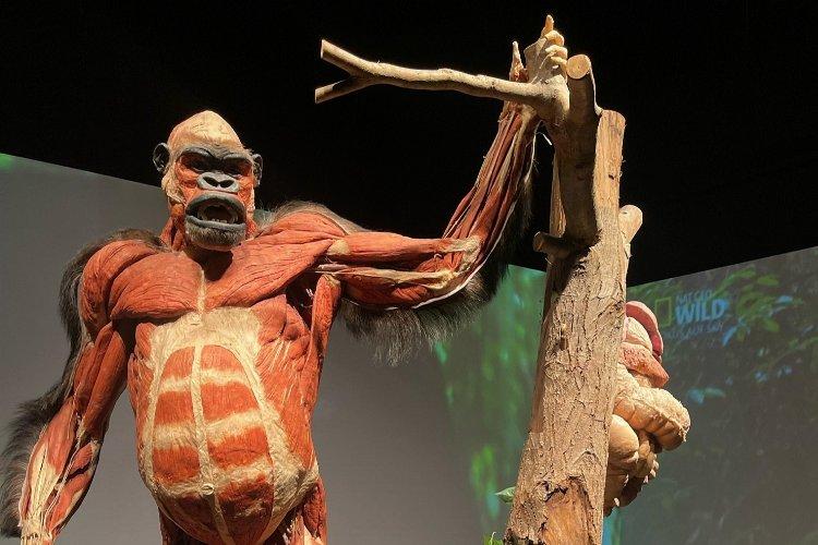 Body Worlds: Animal Inside Out' in Istanbul